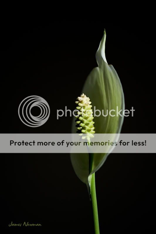 0627_flowers_4562.jpg