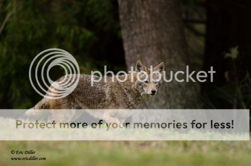 ECD_1246copy.jpg