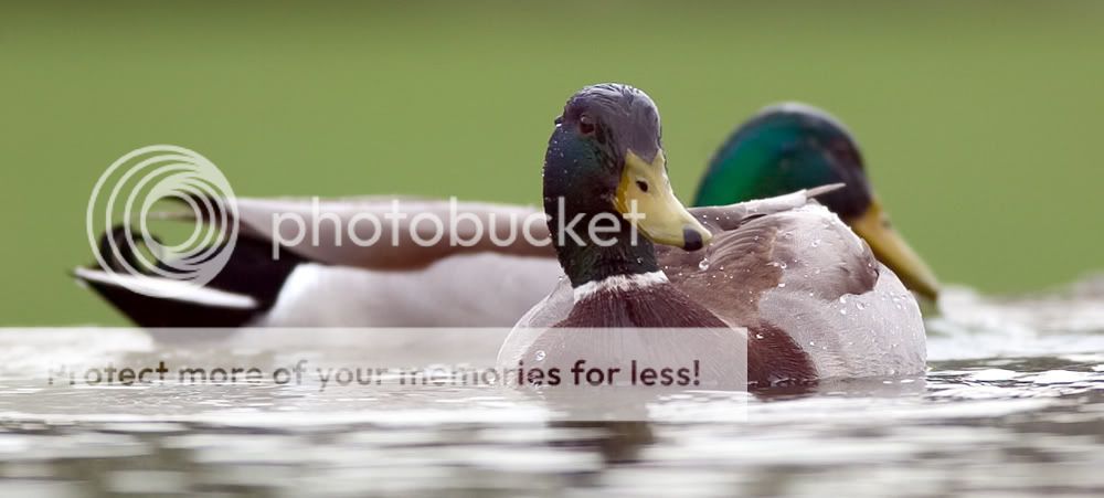 Ducks.jpg