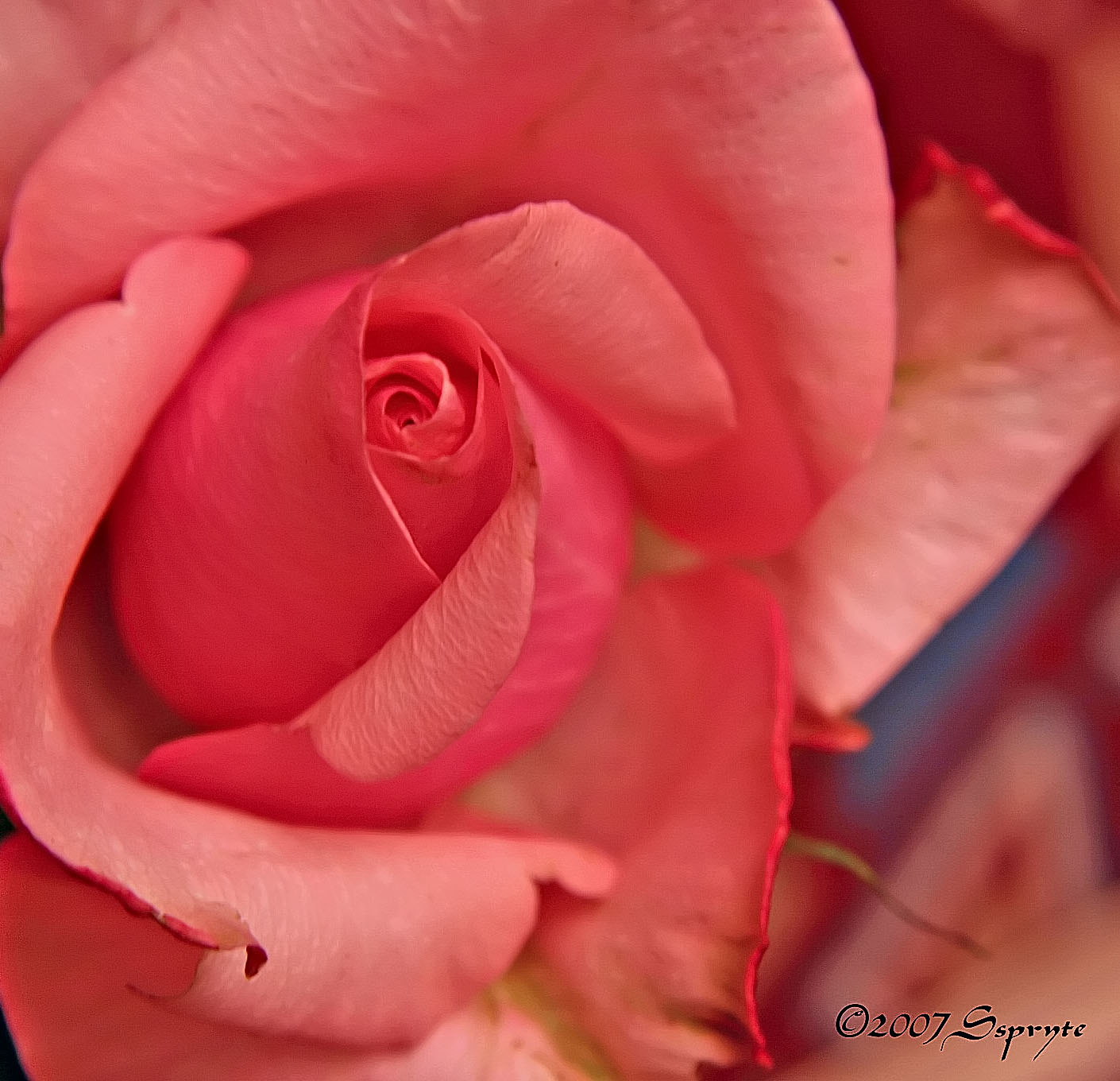 pinky_rose.jpg