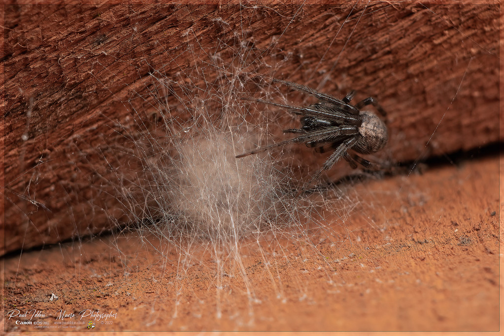 spider_with_eggs_4k_1-XL.jpg