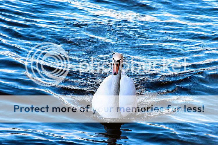 swan1-2.jpg