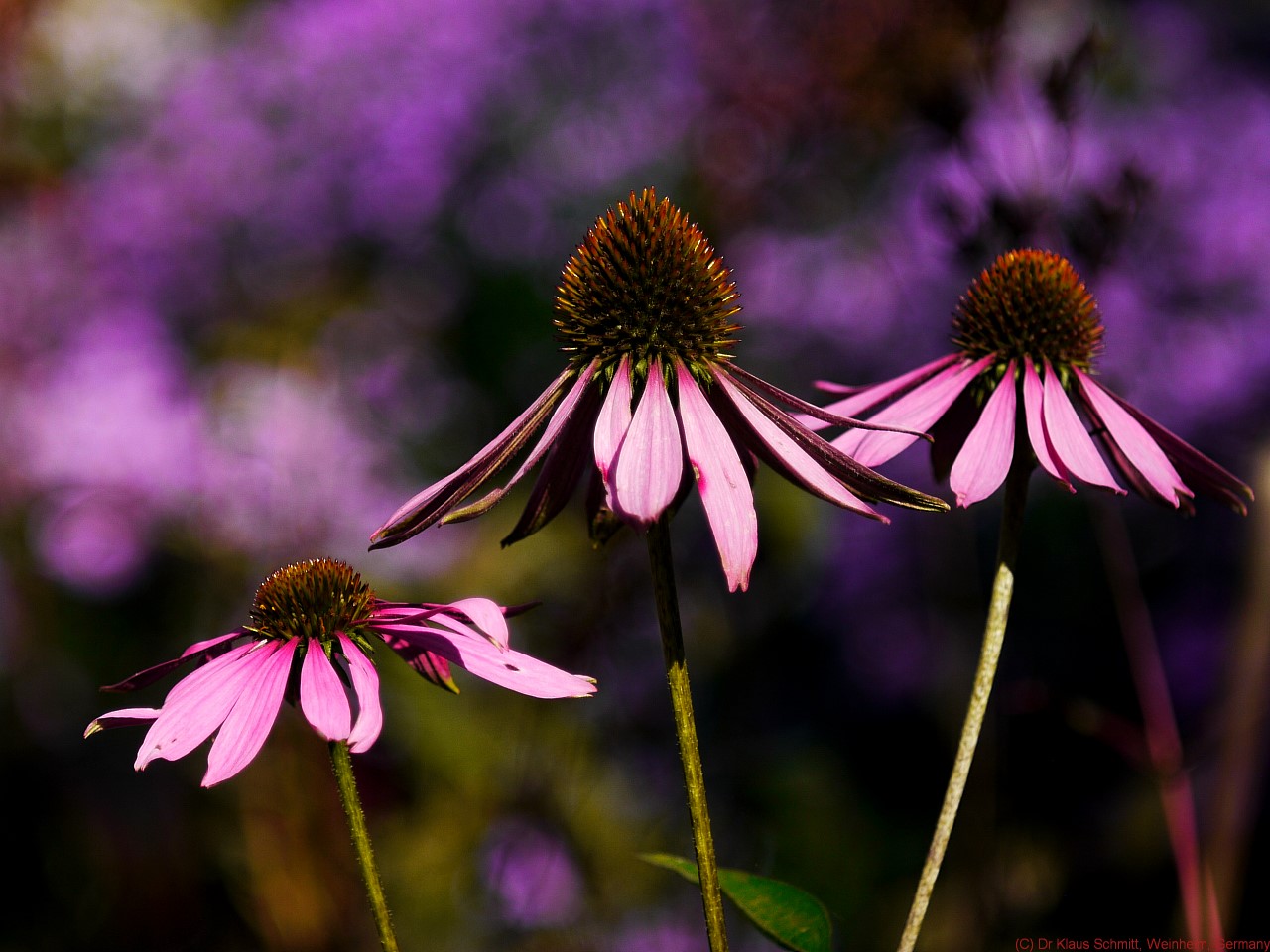 15441782015_6e094282c0_o.jpg