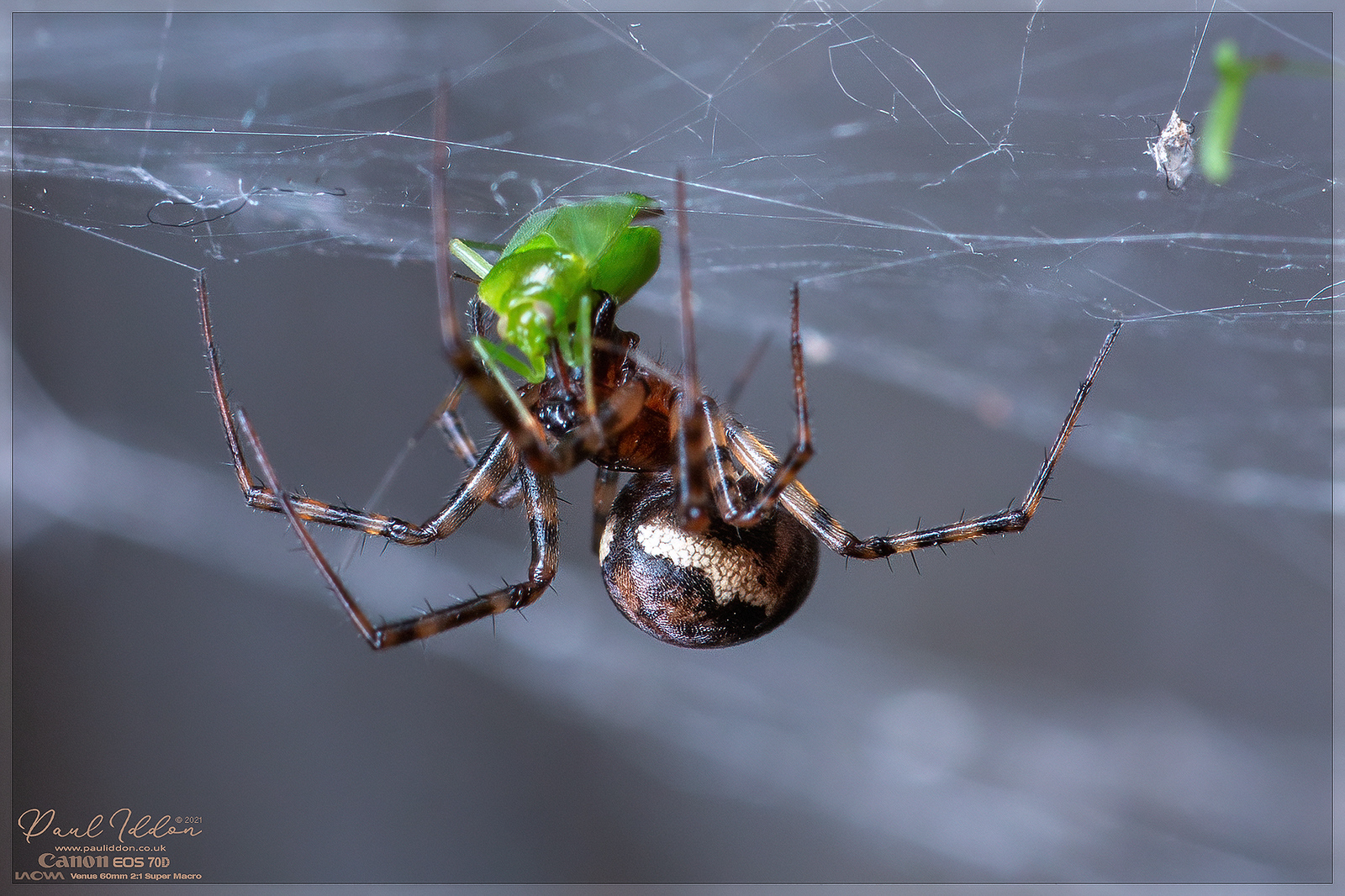 cobwebcapture_4k_1800-X3.jpg