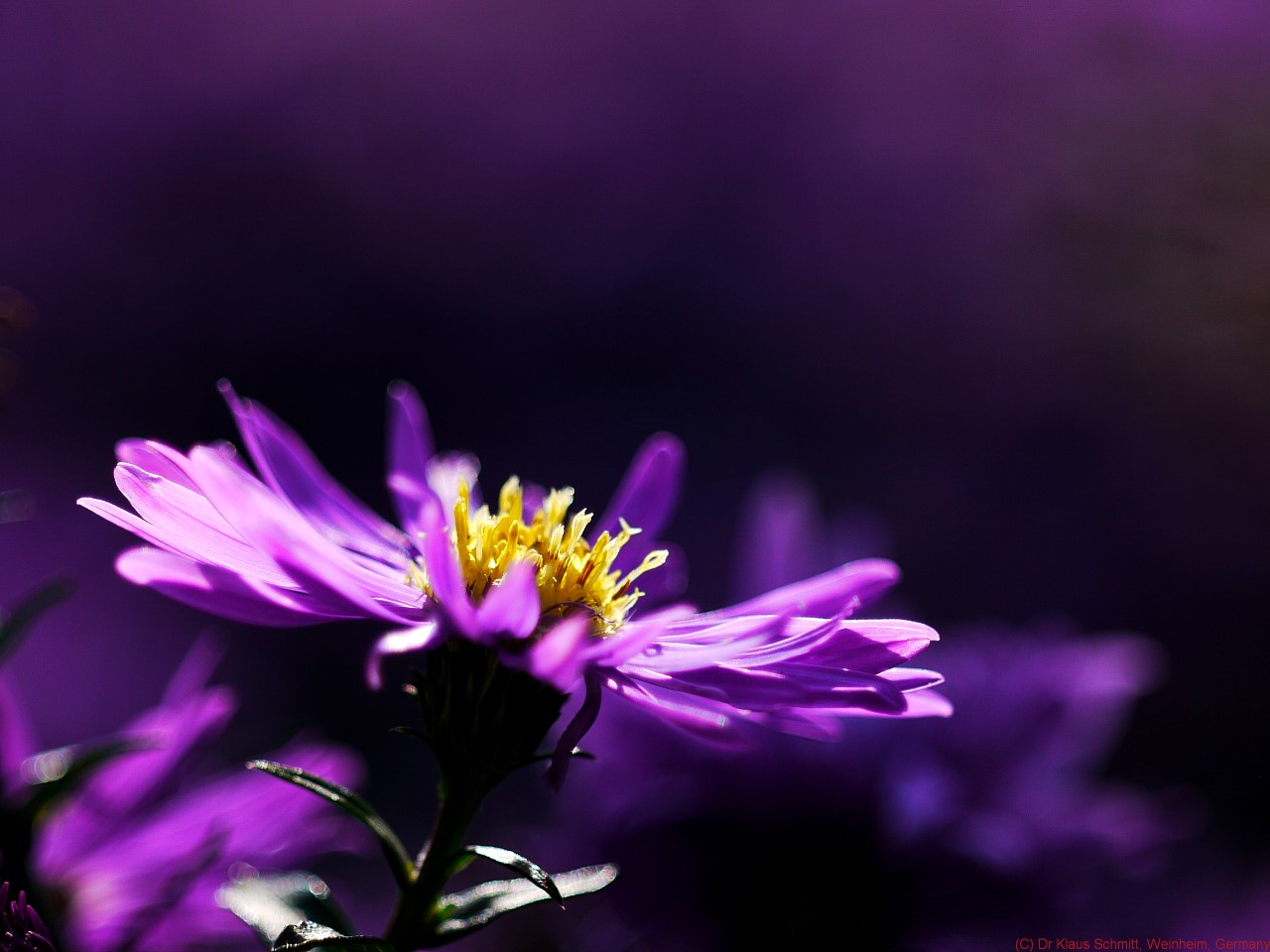 15418699146_0e946186d7_o.jpg