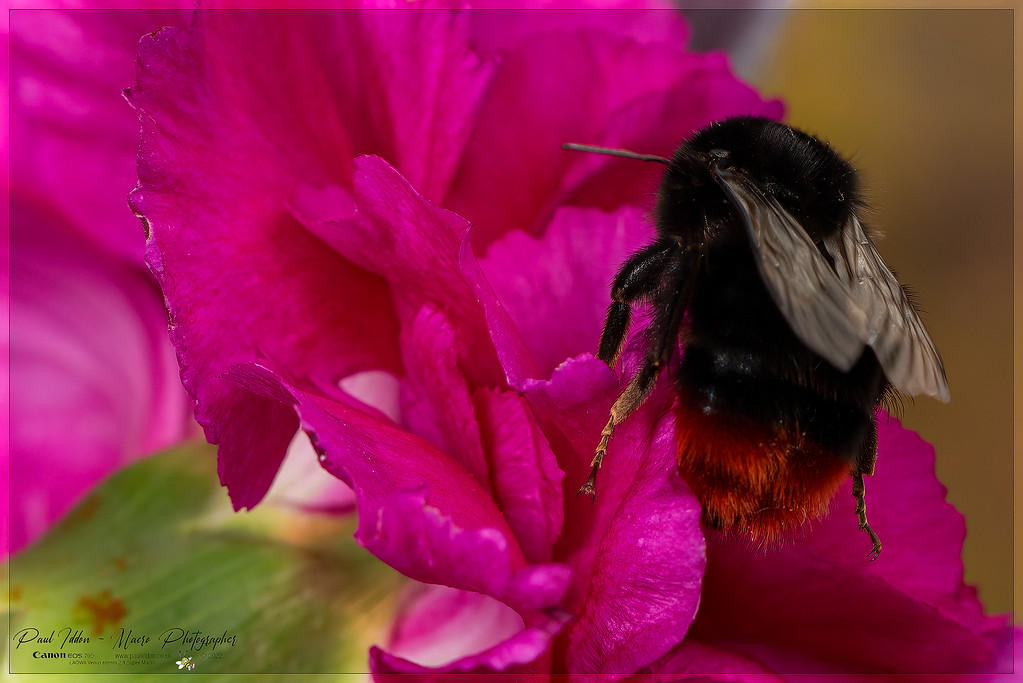 bumblemarch_4k_1800-XL.jpg