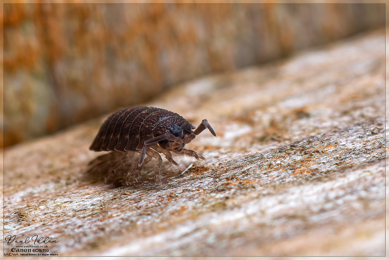 dec_woodlouse_01_4k_1800-X2.jpg