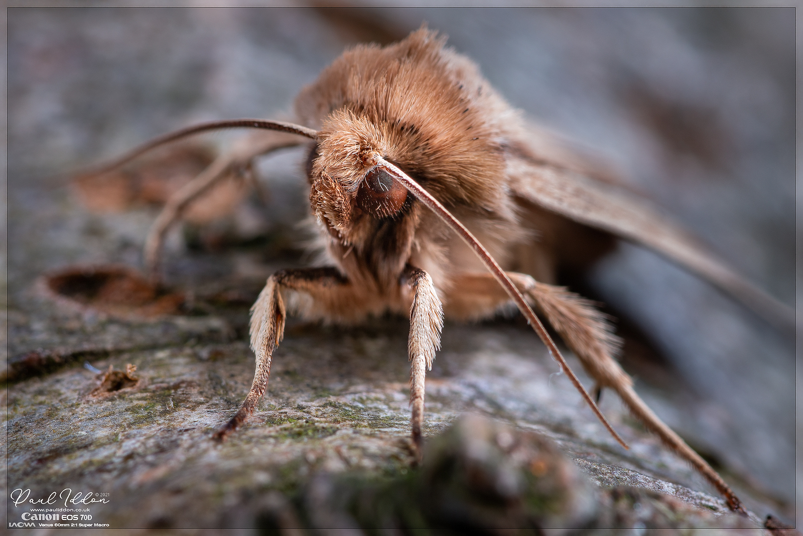 wainscot04_4k_1800-X3.jpg