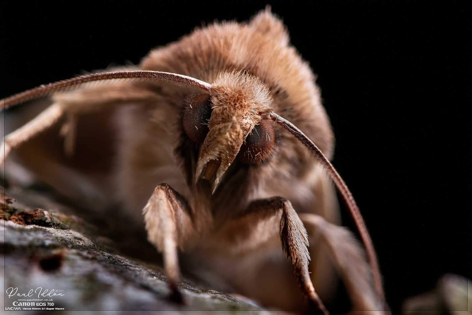 wainscot02_new_4k_1800-X3.jpg
