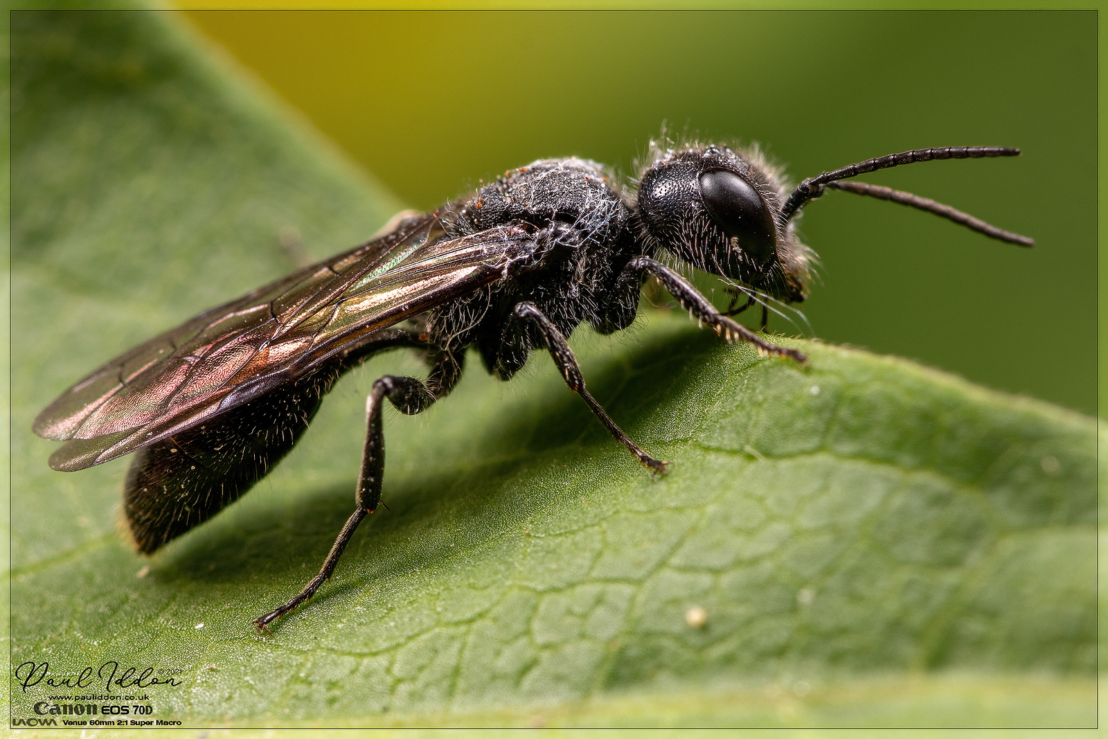 winged04_4k_1800-X3.jpg