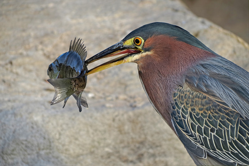 heronfish2021-L.jpg