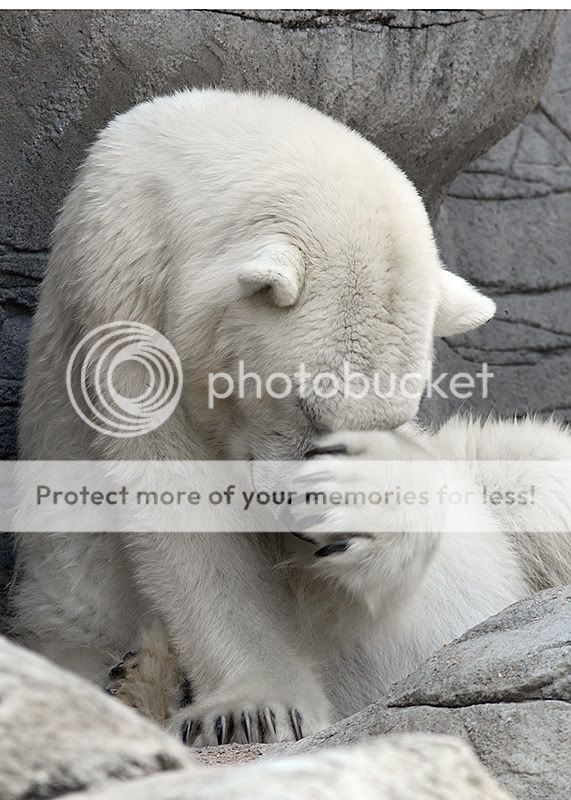 Shy-Bear.jpg