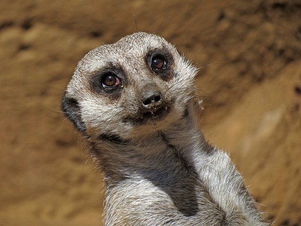 meerkats%202013%20%281%29-M.jpg