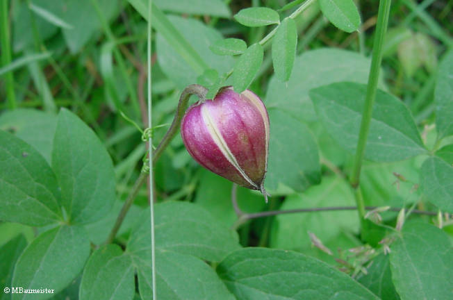 clematis_viorna3.jpg