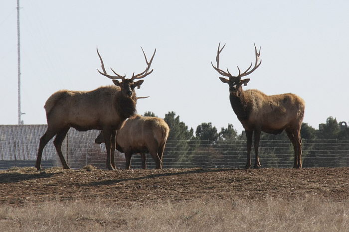 Elk_F30840-01-S700.jpg