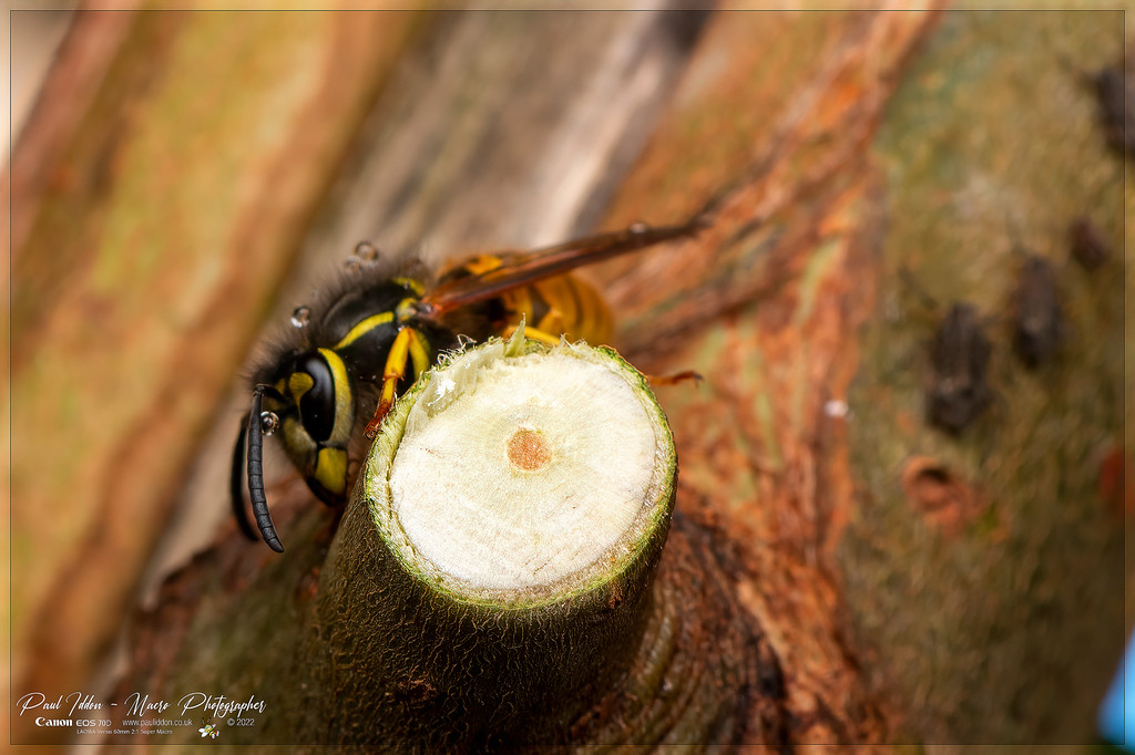 wasp_aphid_e_4k_1800-XL.jpg