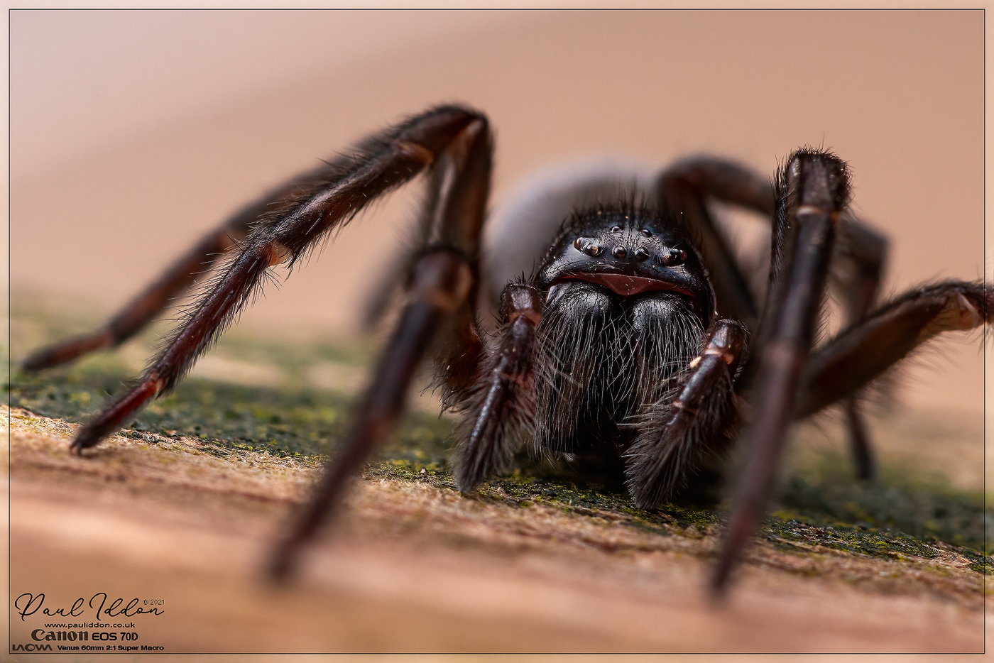 am_spider_02_1400.jpg