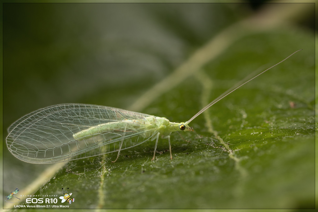 lacewing_apple_a-XL.jpg