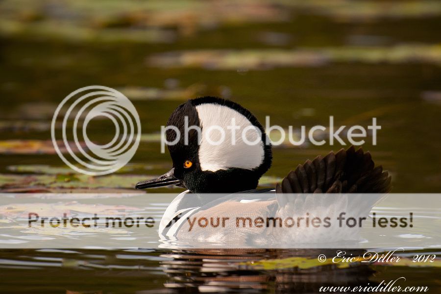 _ECD7751-copy900_zps2b288627.jpg