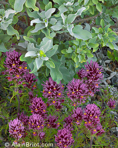 Wildflowers-08-1.jpg