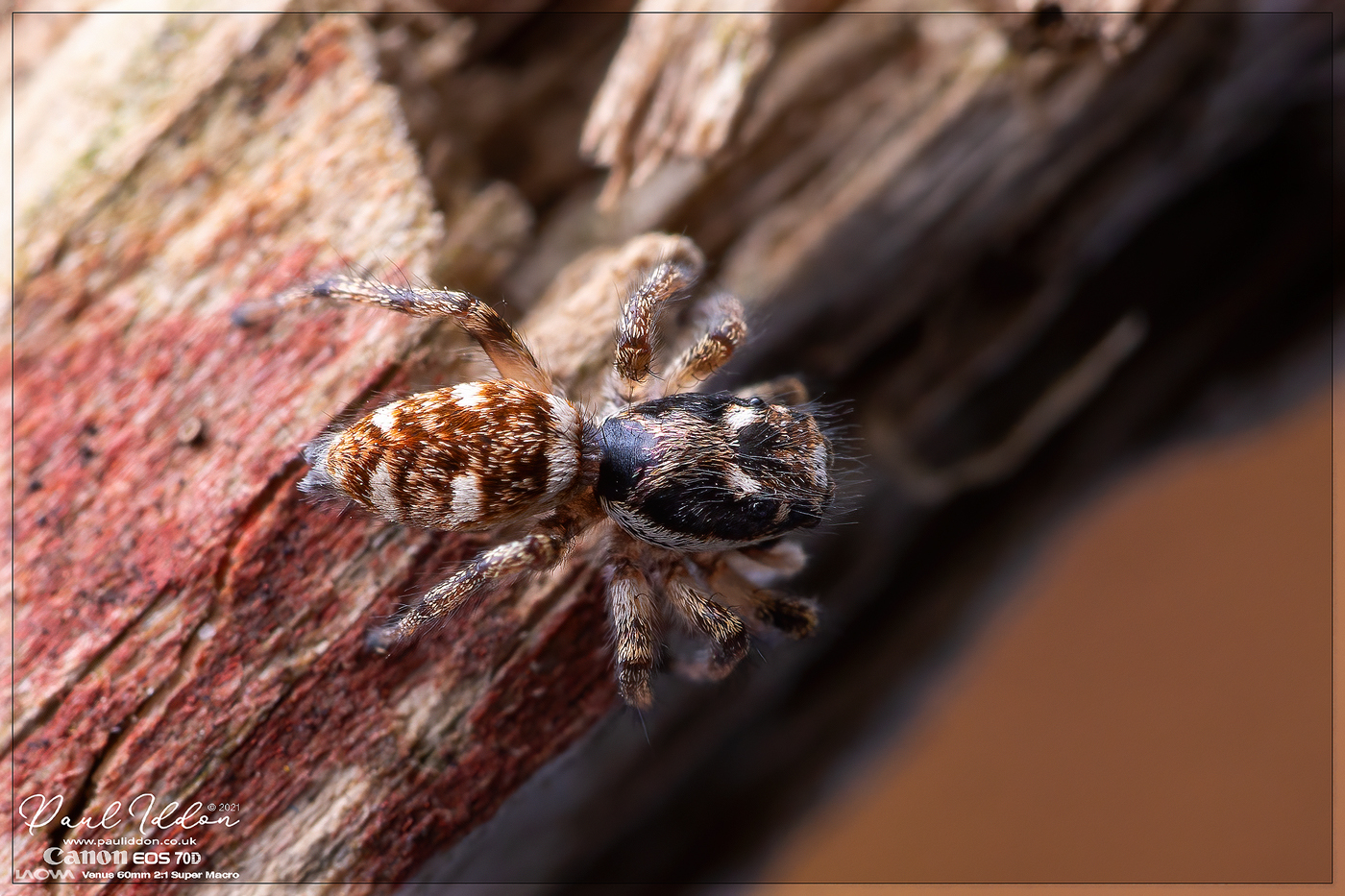 jumpsie01_4k_1400.jpg