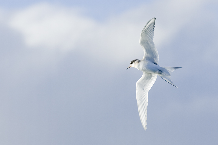 arctictern.jpg