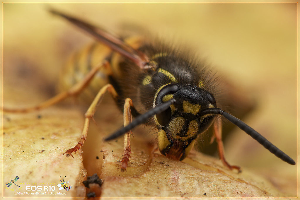 wasp_08_e-XL.jpg
