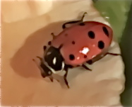 ladybug.jpg