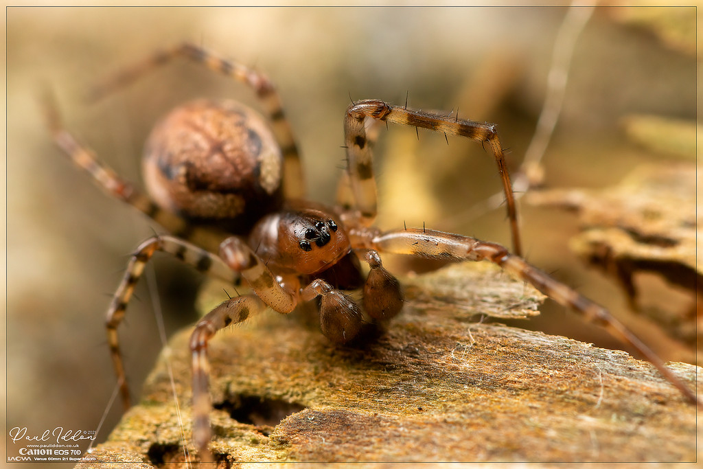 malespiderfence04_4k_1800-XL.jpg