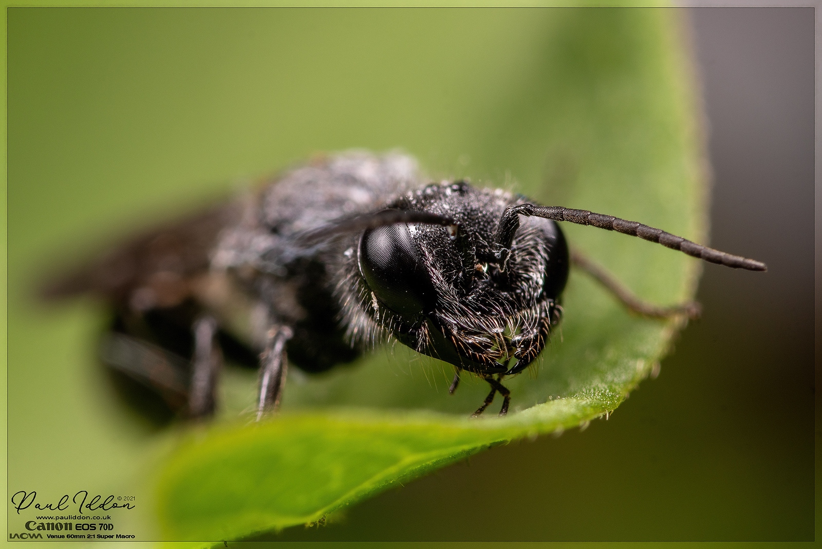 winged07_4k_1800-X3.jpg
