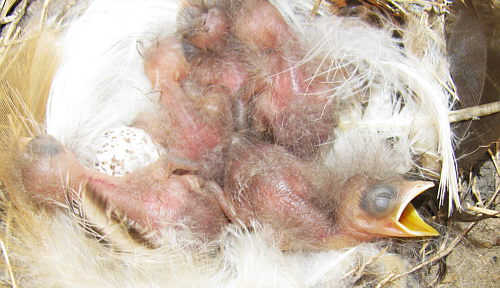 Barn_Swallows_00008R.jpg