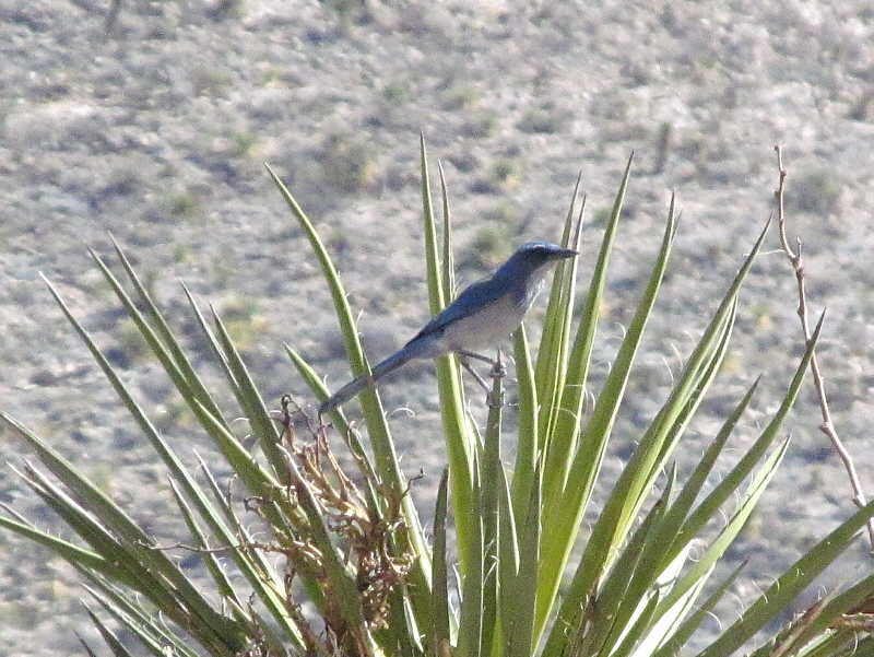 Bird_J00579-C1-S800.jpg