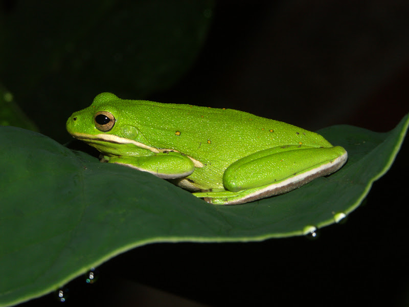 green%20tree%20frog.jpg