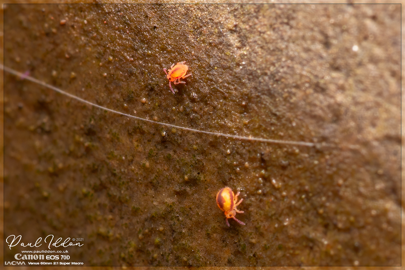 Pondspringtail2_1400.jpg