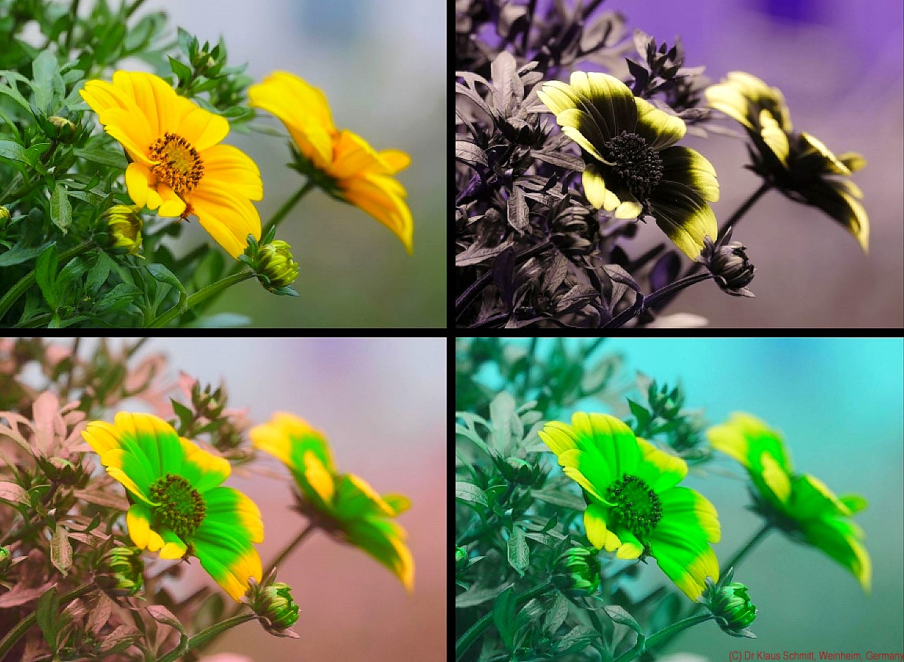 169014290.YVxhU61l.Bidens2019_VISUVBUBV_P1750558_c.jpg