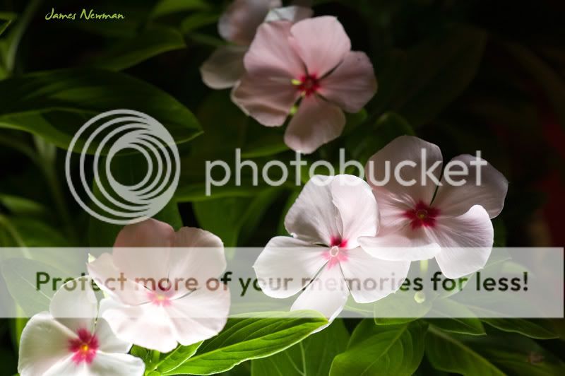 0601_flowers_4098.jpg