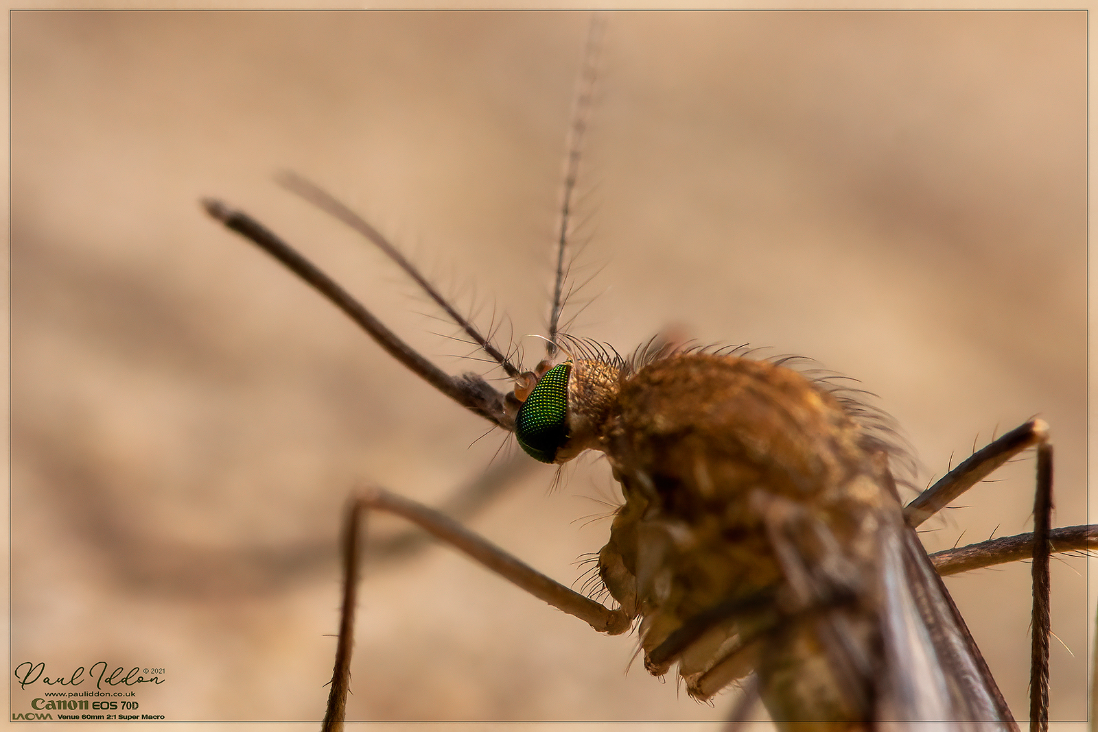 greeneyes2_4k-X3.png