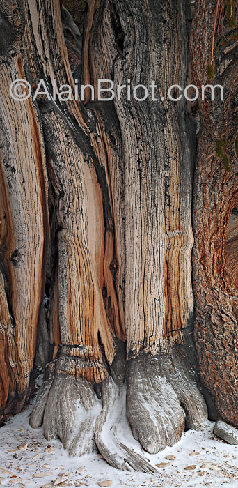 ESML-Bristlecone-Trunk.jpg