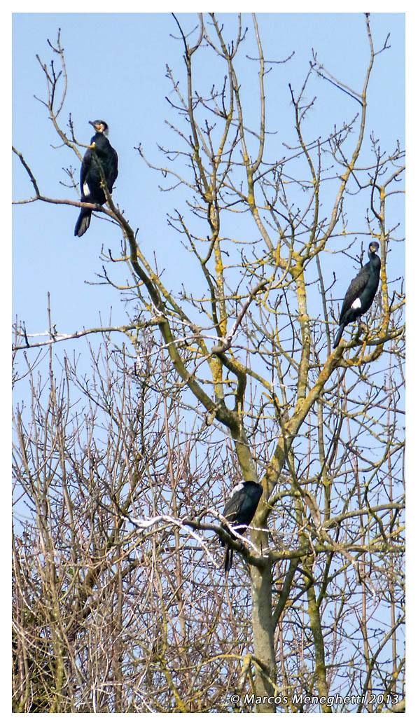 Great_cormorant003.jpg