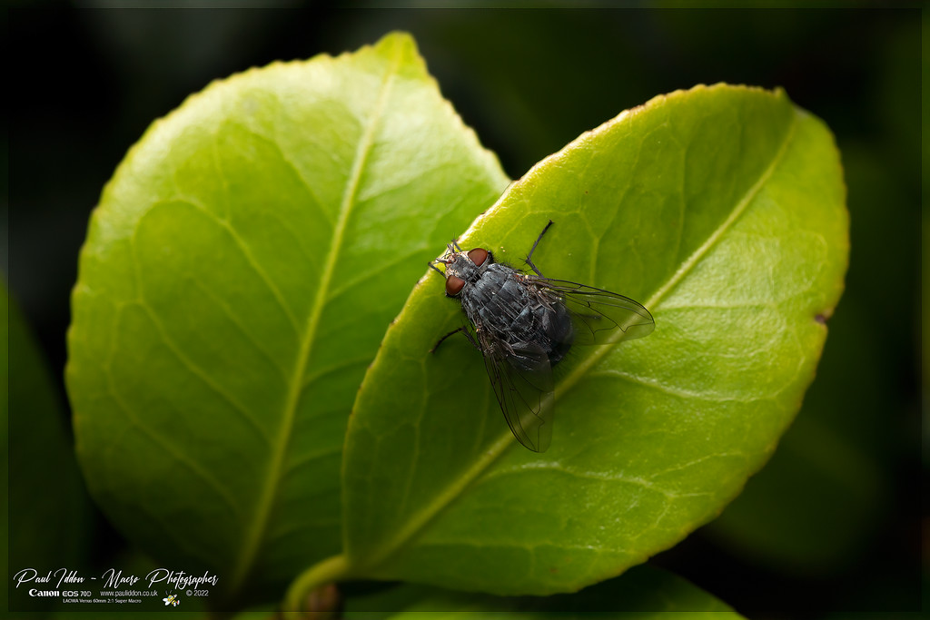 blowfly_a_4k_1800-XL.jpg