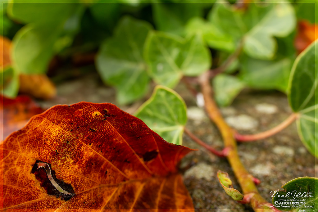 autumnleaf2_4k_1800-XL.jpg