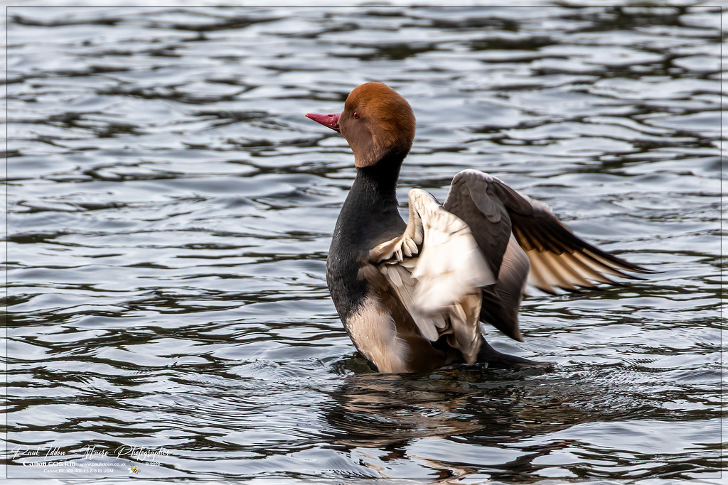 red_crested_pochard_a_4k_1800-XL.jpg