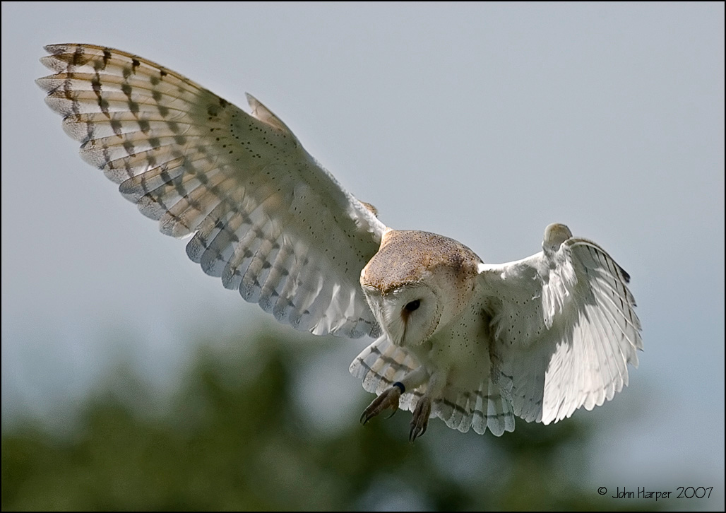 barnowl6_NC.jpg