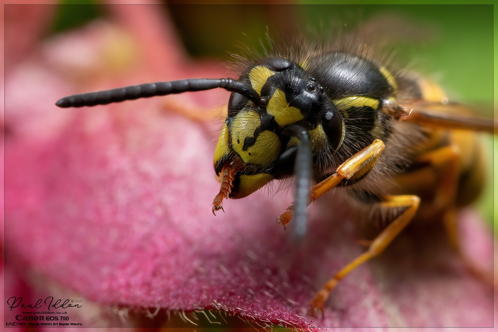 wasp_lyc_08_4k_1800-X3.jpg