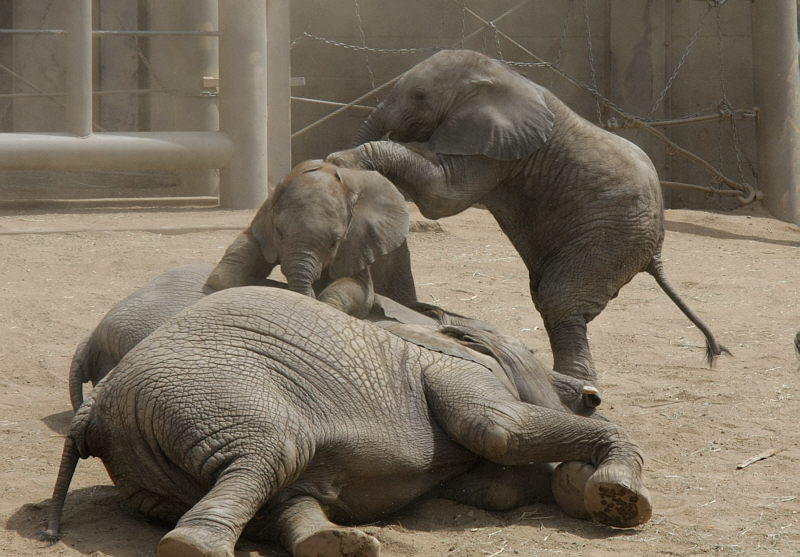 Elephants_F19779R.jpg