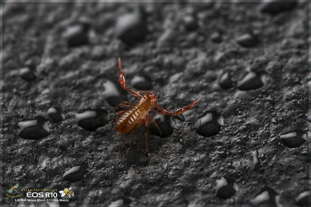 psuedoscorpion_a-XL.jpg