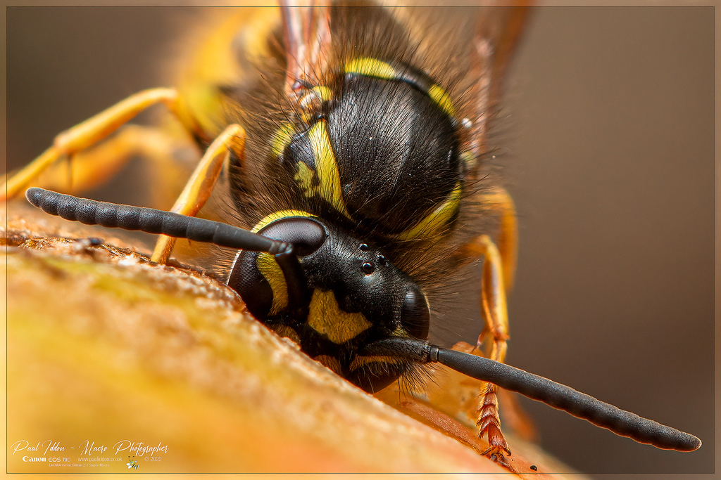 _eating_wasp_a_4k_1800-XL.jpg