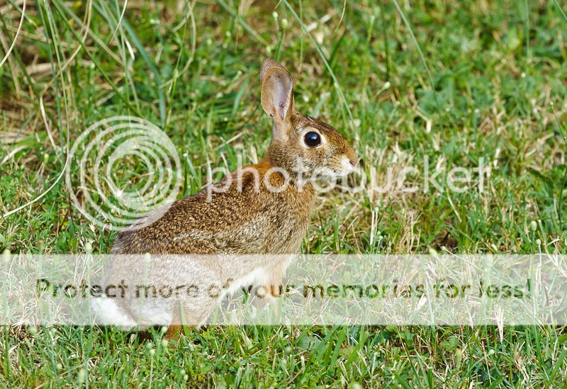 IMG_1589_zps0d425af1.jpg