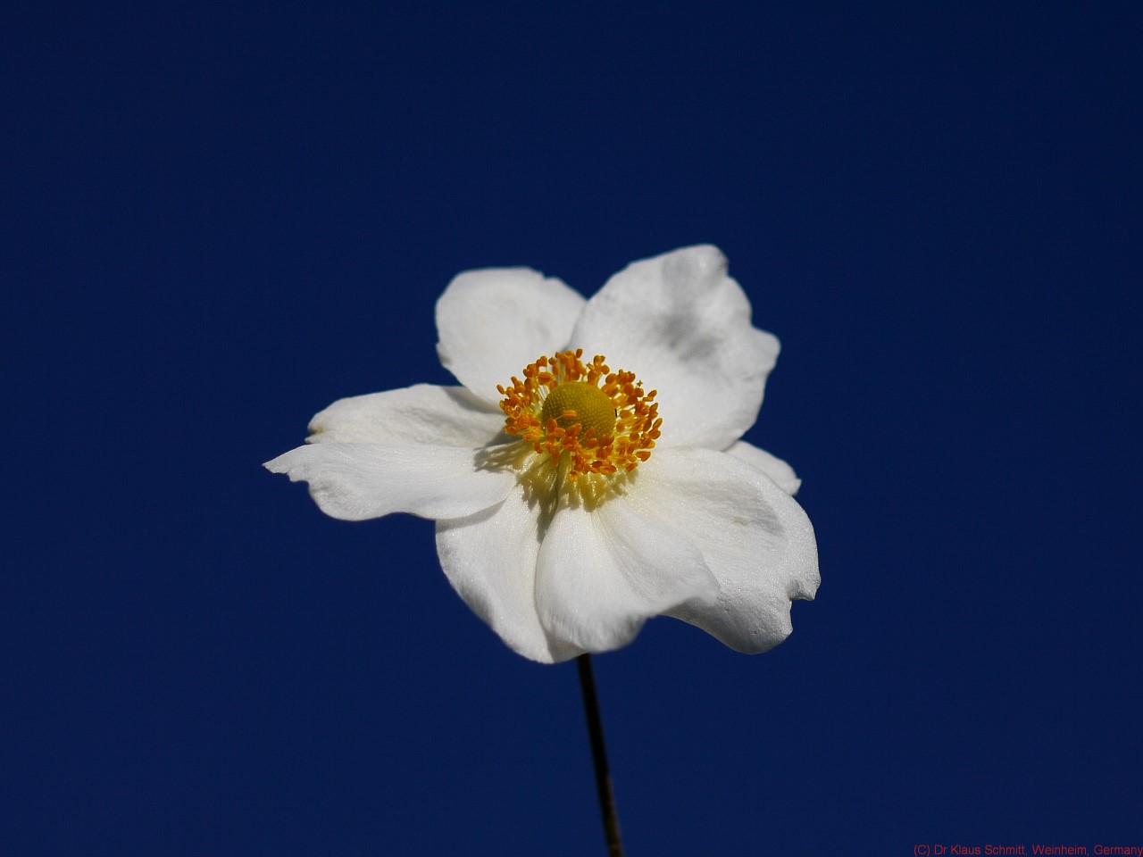 15255064930_a7db754bd9_o.jpg