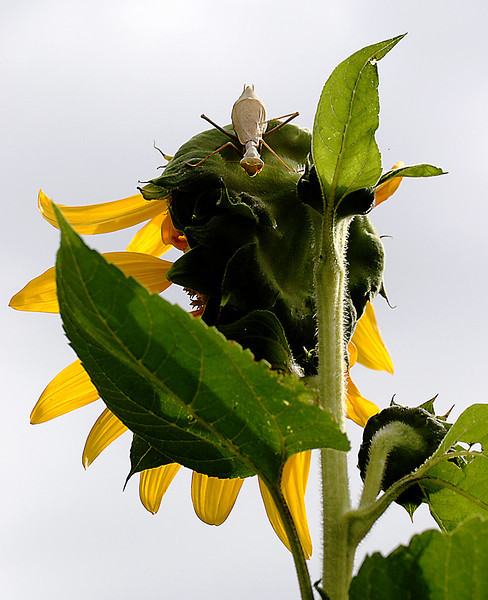 420202809_3WF6W-L.jpg
